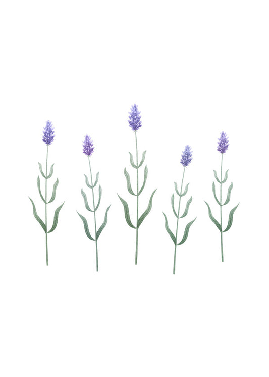 Lavender Blossoms