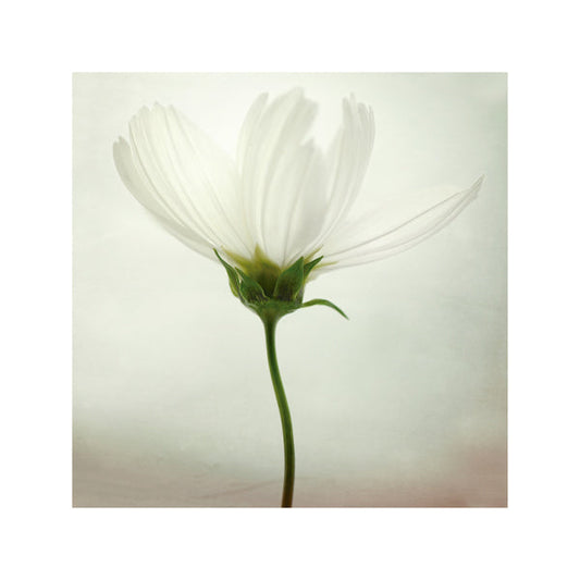 White cosmos - Lotte Grønkjær