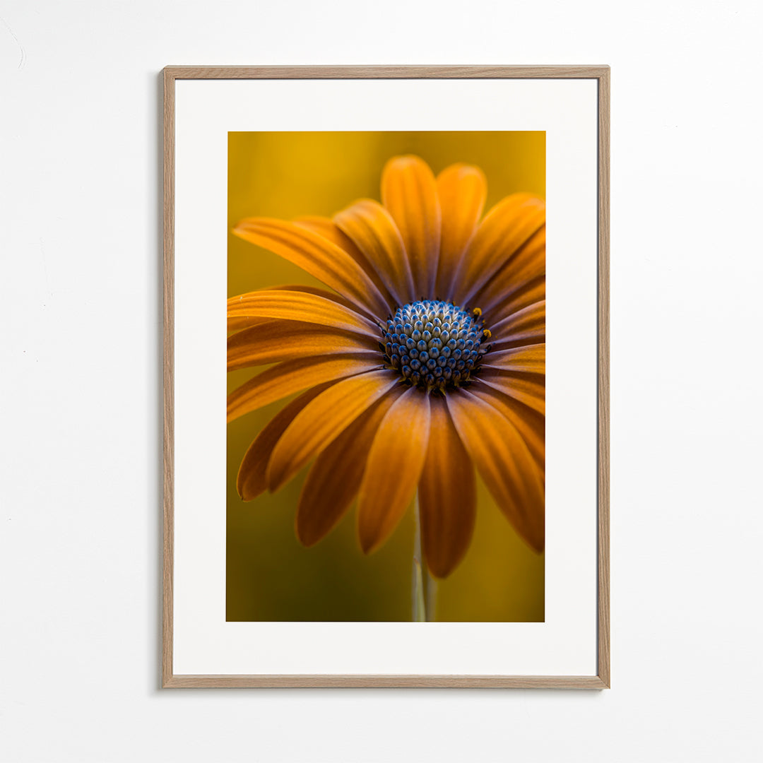 Sunshine Daisy - Mandy Disher