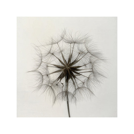 Tragopogon - Lotte Grønkjær