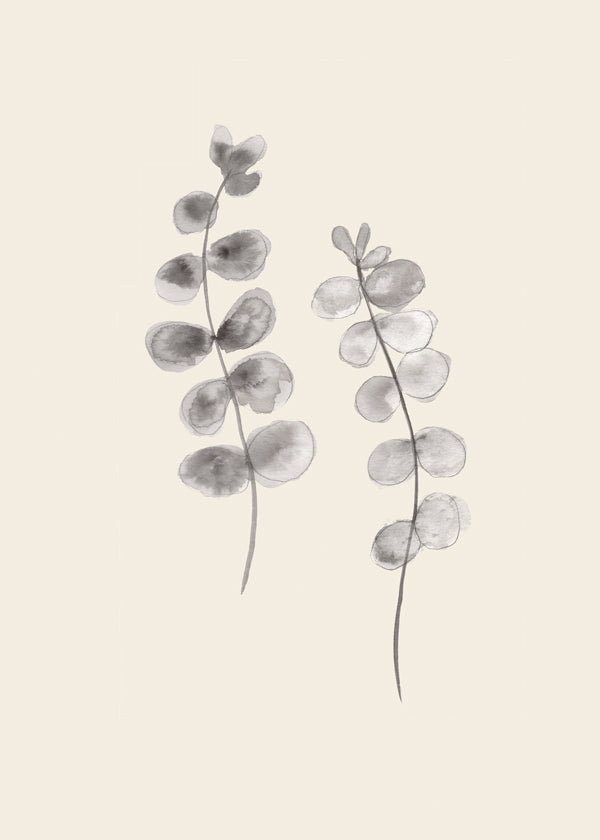 Eucalyptus Twigs - 1x Studio
