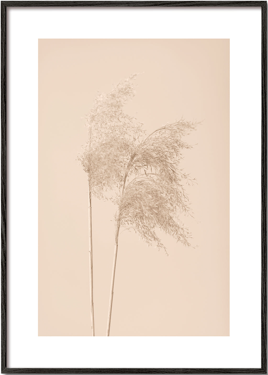Reed Grass Beige 02 - 1x