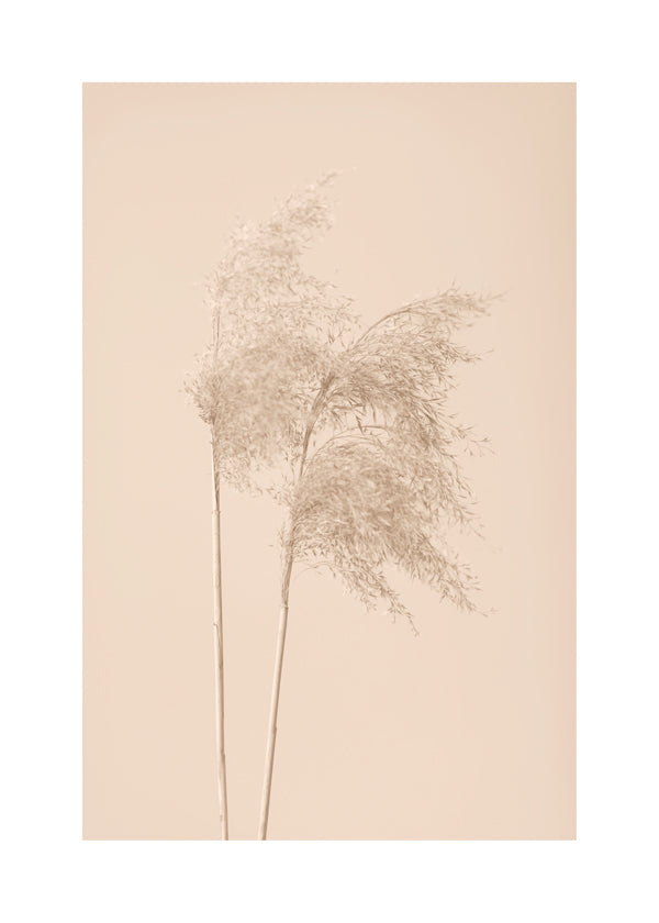 Reed Grass Beige 02 - 1x