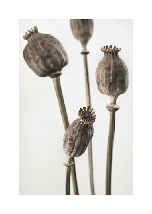 Dried II