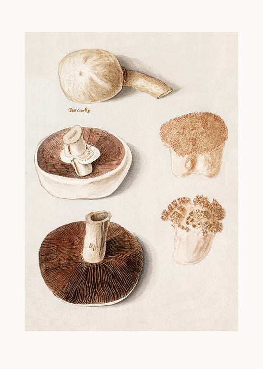 Common Meadow Mushroom, Agaricus Campestris Standing - Pictufy