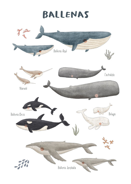 Ballenas fondo blanco