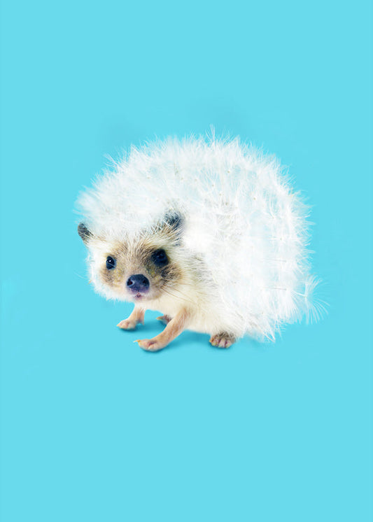 Prickly Like Dandelion