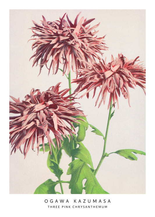 Ogawa Kazumasa THREE PINK CHRYSANTHEMUM